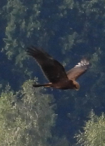 Eurasian Marsh Harrier