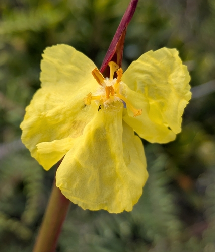 Xyris neocaledonica observed 2026-08-30