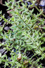 Galium californicum californicum