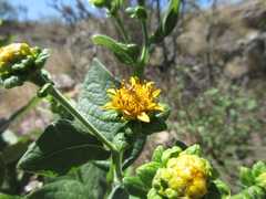 Verbesina sphaerocephala