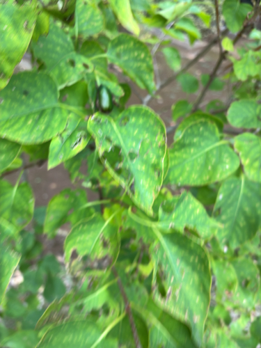 Green Chafer