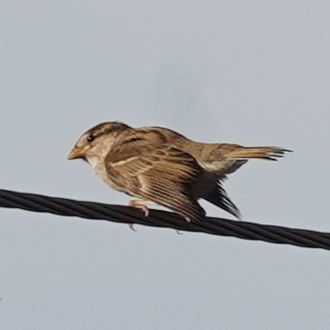 House Sparrow