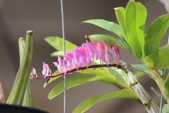 Dendrobium secundum