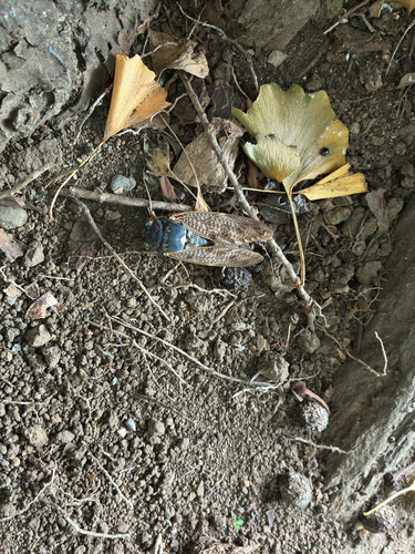 Large Brown Cicada