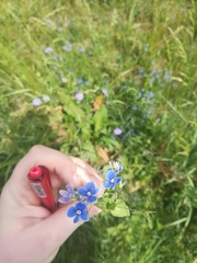 Veronica chamaedrys vindobonensis