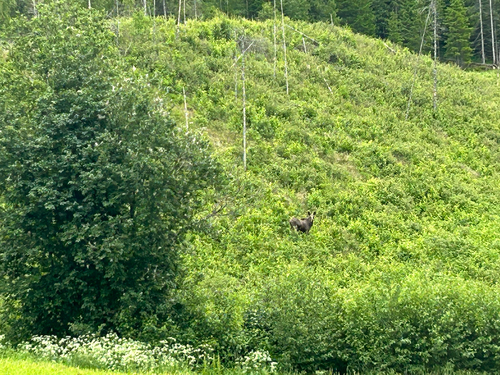 Moose
