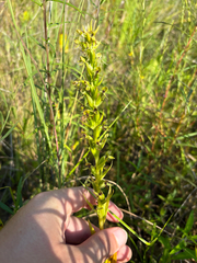 author not stated, no rights reserved Habenaria repens, photograph author not stated, no rights reserved