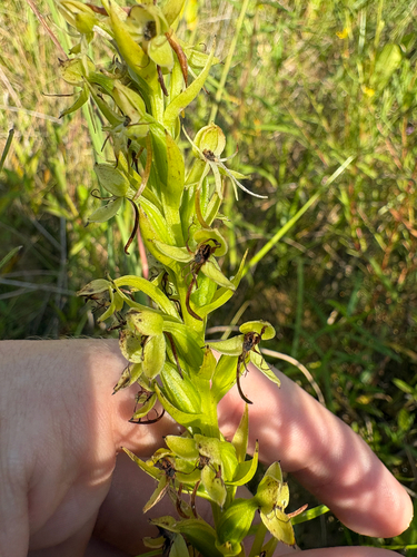 Habenaria repens, photograph 5
