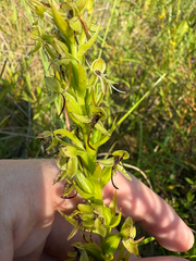 author not stated, no rights reserved Habenaria repens, photograph author not stated, no rights reserved