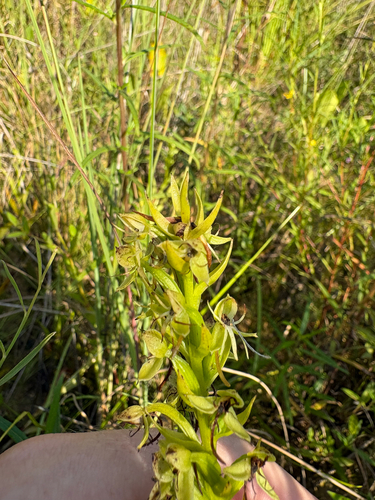 Habenaria repens, photograph 6