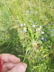 Veronica chamaedrys vindobonensis