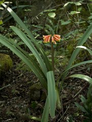 Clivia gardenii