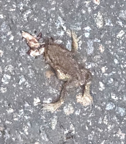 European Toad
