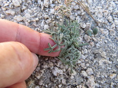 Lomatium nevadense parishii
