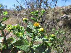 Verbesina sphaerocephala
