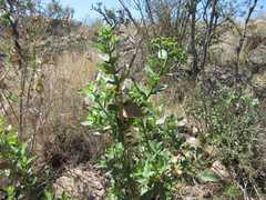 Verbesina sphaerocephala