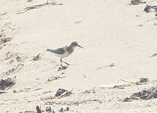 Sanderling