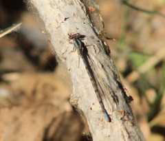 Argia immunda