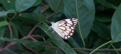 Pioneer White