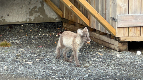 Arctic Fox observed by pat_mcleod
