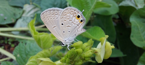 Gram Blue