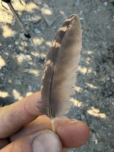 iNaturalist observation photo of Sooty Grouse