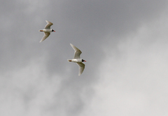 Ichthyaetus melanocephalus