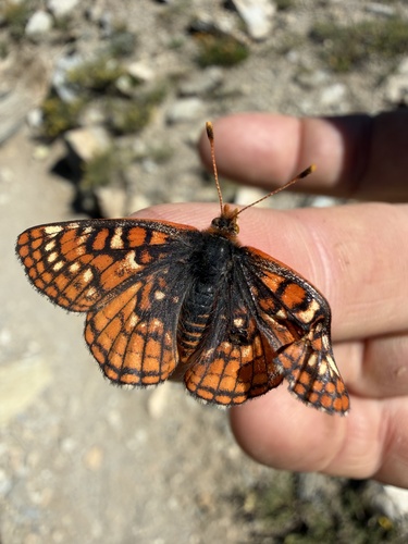 iNaturalist observation photo of Euphydryas