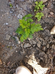 Artemisia vulgaris