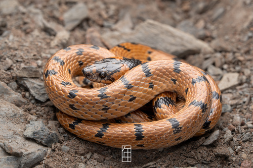 Luding Kukri Snake