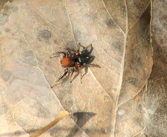 Habronattus forticulus