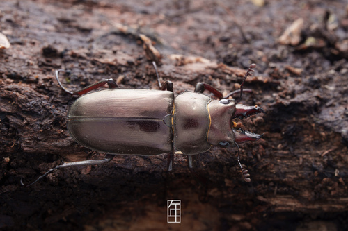 Prismognathus davidis davidis