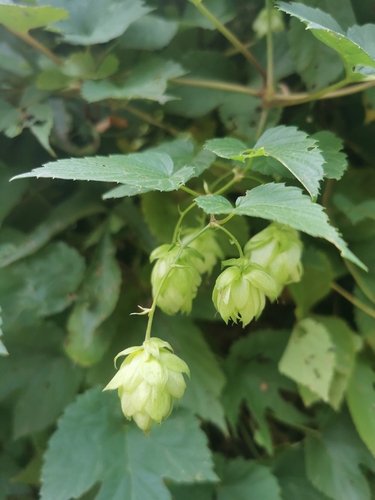 common hops