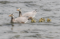 Anser indicus