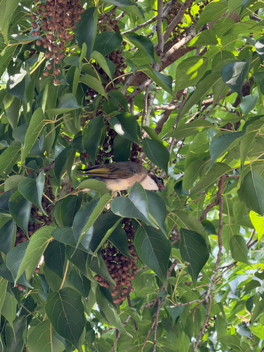 Light-vented Bulbul
