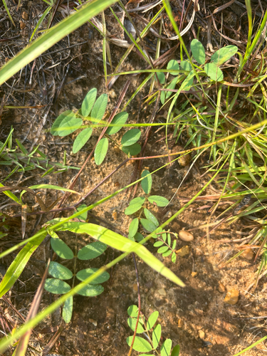 Tephrosia spicata, photograph 5