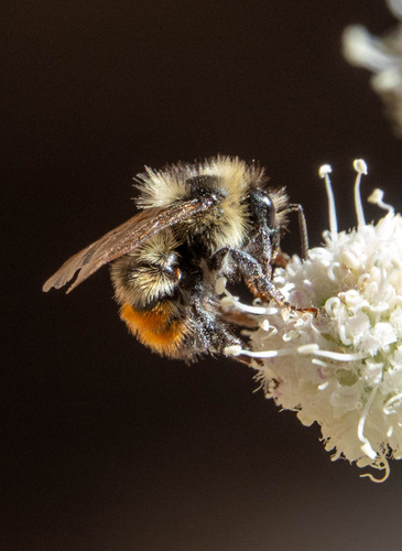 iNaturalist observation photo of Bumble Bees