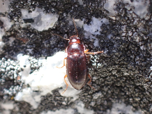 iNaturalist observation photo of Ground Beetles