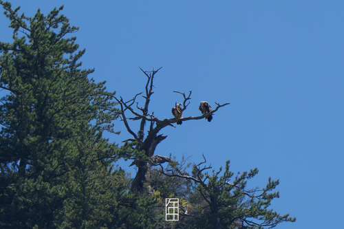 Himalayan Griffon