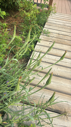 Yellow Salsify