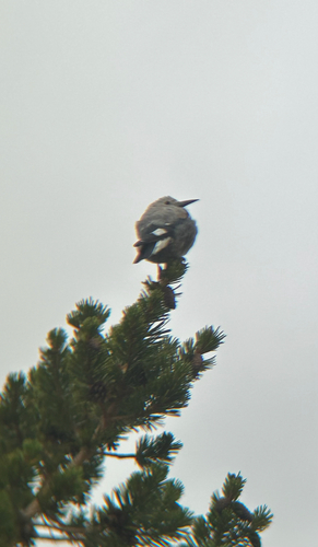 iNaturalist observation photo of Clark's Nutcracker