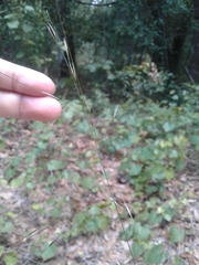 Piptochaetium avenaceum