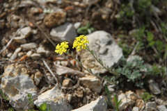 Alyssum trichostachyum