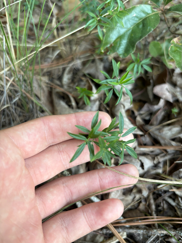 Stylosanthes biflora, photograph 4