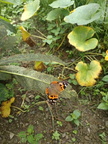 Indian Red Admiral