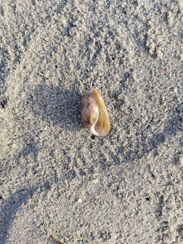 Bulla striata, 2026-08-31