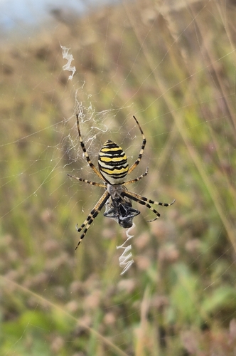 Wasp Spider