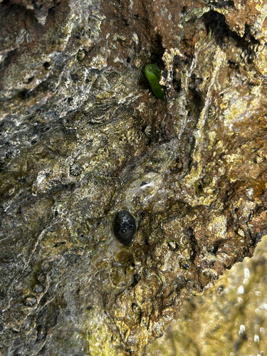 Morula granulata, 2026-08-02