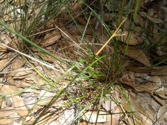 Piptochaetium avenaceum