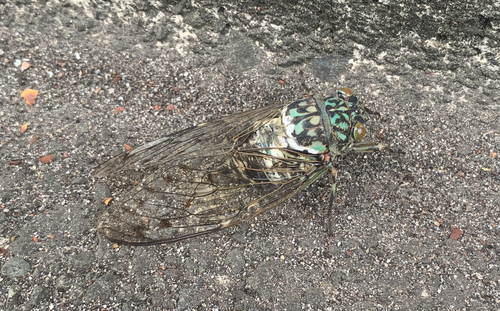 Robust Cicada